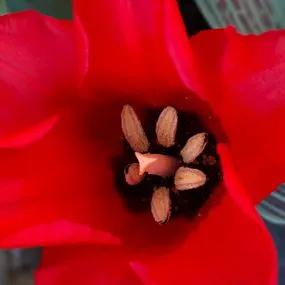 Red Riding Hood Tulip (Tulipa Red Riding Hood) Img 5
